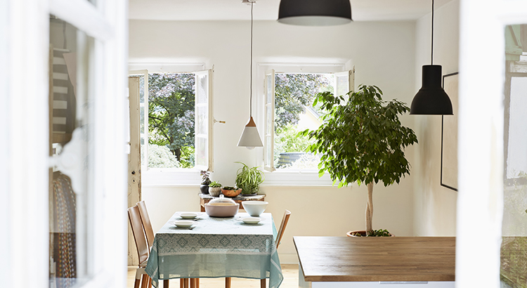 Bright sunny dining room with a small dining table and a potted plant in the corner